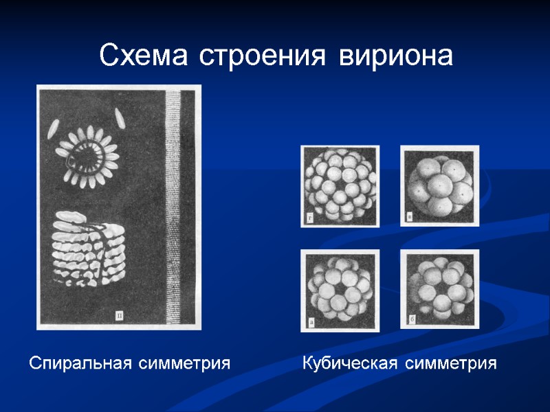 Схема строения вириона Спиральная симметрия Кубическая симметрия